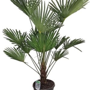 Trachycarpus wagnerianus Trachycarpus Wagnerianus Nl Paspoort 140+
(1 Plants/Order)(32cmP 140cmH)