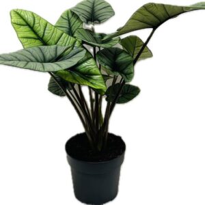 Alocasia Platinum Alocasia Platinum 19 cm
(1 Plants/Order)(19cmP 60cmH)