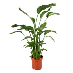 Strelitzia nicolai Strelitzia nicolai 4 stek 120-140cm
(1 Plants/Order)(21cmP 120cmH)