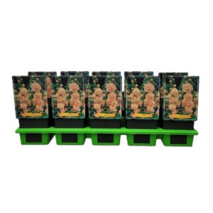 Alcea Alcea rosea 'Double Apricot' P11
(10 Plants/Order)(11cmP 25cmH)