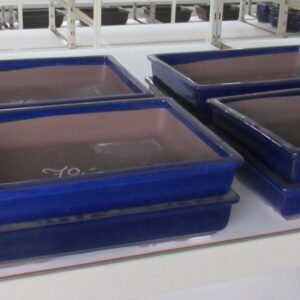 Huis and Tuindecoratie Pot rectangle glazed blue (40x28x7,5)
(1 Plants/Order)(40cmP 8cmH)