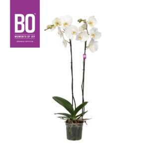 Phalaenopsis white more Ripsen King P15 BO White 2 spike
(7 Plants/Order)(15cmP 90cmH)