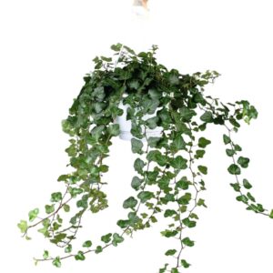 Hedera Wonder Hedera helix Wonder - hang/XXL
(1 Plants/Order)(17cmP 70cmH)
