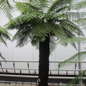 Dicksonia antarctica Dicksonia antarctica
(1 Plants/Order)(70cmP 300cmH)