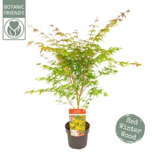 Acer palmatum Sangokaku Acer palm. 'Sangokaku'
(5 Plants/Order)(19cmP 85cmH)