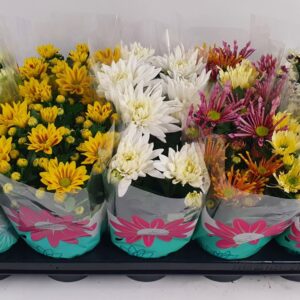 Chrysanthemum Indicum Specials mixed 12 cm
(10 Plants/Order)(12cmP 20cmH)