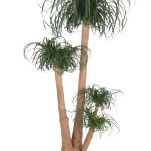 Nolina recurvata Beaucarnea rec. busch
(1 Plants/Order)(50cmP 180cmH)
