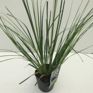 Cortaderia selloana Cortaderia sell. 'Mini Pampas'
(6 Plants/Order)(17cmP 50cmH)
