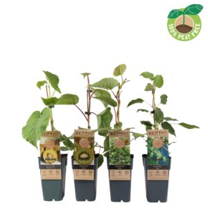 Actinidia Actinidia mix tray
(10 Plants/Order)(15cmP 50cmH)