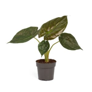 Alocasia wentii Alocasia Wentii 17cm
(6 Plants/Order)(17cmP 65cmH)