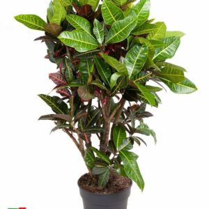 Codiaeum Petra Codiaeum Petra busch P31-140
(1 Plants/Order)(31cmP 140cmH)