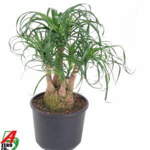 Nolina recurvata Beaucarnea busch P27 - 1ft
(1 Plants/Order)(27cmP 70cmH)