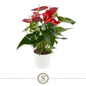 Anthurium (Andreanum Grp) Minnesota Anthurium Minnesota 17cm
(6 Plants/Order)(17cmP 60cmH)
