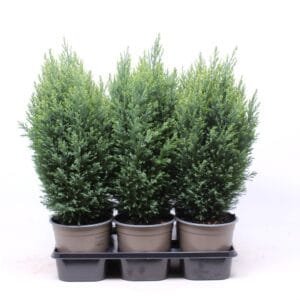 Chamaecyparis Snow Whit lawsoniana
(6 Plants/Order)(15cmP 30cmH)