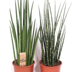 Sansevieria Cylindrica Sansevieria Luxe mix
(1 Plants/Order)(19cmP 70cmH)