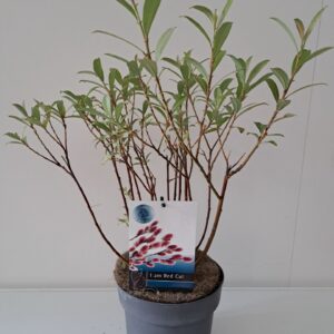 Salix gracilistyla Mt. Aso Salix Mount Aso bush p19
(1 Plants/Order)(19cmP 40cmH)