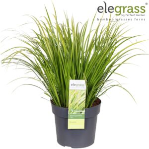 Actinidia kolomikta Actinidia kolomikta 
(10 Plants/Order)(15cmP 70cmH)