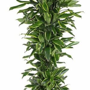 Dracaena Golden Coast Dracaena Gold Coast busch P34
(1 Plants/Order)(34cmP 190cmH)