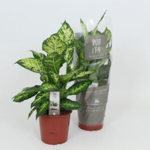 Dieffenbachia Sublime Purify Dieffenbachia Sublime 17 cm
(6 Plants/Order)(17cmP 55cmH)