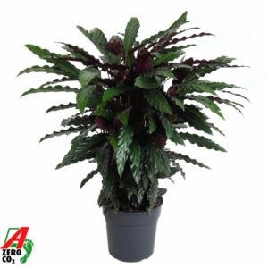 Calathea Wavestar Calathea Wavestar
(1 Plants/Order)(27cmP 100cmH)