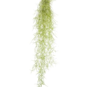 Tillandsia usneoides Tillandsia Usneoidus
(15 Plants/Order)(1.5cmP 60cmH)