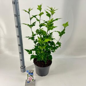 Hibiscus syriacus Hibiscus syr. Starburst Chiffon ('Rwoods6'PBR)
(1 Plants/Order)(23cmP 70cmH)