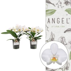 Phalaenopsis white more Ripsen Angel | White | Phalaenopsis 2 spike
(3 Plants/Order)(12cmP 25cmH)