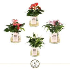 Anthurium mixed 3 c Aqua Roots Sierglaslas Top mix
(3 Plants/Order)(12cmP 40cmH)