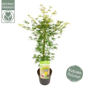 Acer palmatum Emerald Lace Acer palm. 'Emerald Lace'
(5 Plants/Order)(19cmP 65cmH)
