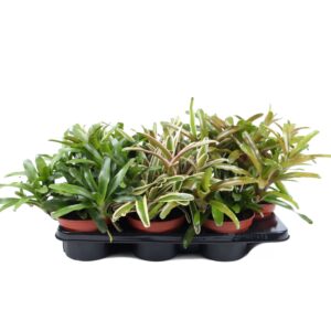 Nidularium Fire Ball Neoregelia Fireball mix 15cm
(4 Plants/Order)(15cmP 45cmH)