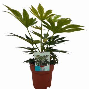 Fatsia Fatsia Spiderweb
(21 Plants/Order)(19cmP 50cmH)