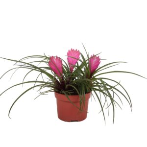 Tillandsia Anita Toef Tillandsia Cyanea
(9 Plants/Order)(10.5cmP 30cmH)
