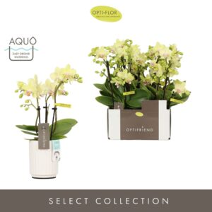 Phalaenopsis Multiflora Optifriend Lena 3 spike in Molise White Aquo
(6 Plants/Order)(7cmP 25cmH)