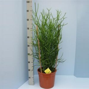 Euphorbia Tirucalli Bio Euphorbia tirucalli 40-TIRU24
(1 Plants/Order)(24cmP 70cmH)