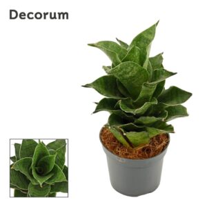Sansevieria other Sansevieria Mahanakorn 6 cm (Decorum)
(14 Plants/Order)(6cmP 14cmH)