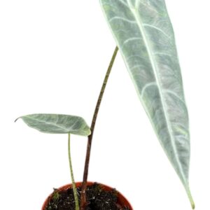 Alocasia Alocasia Longiloba Silver
(9 Plants/Order)(10.5cmP 15cmH)