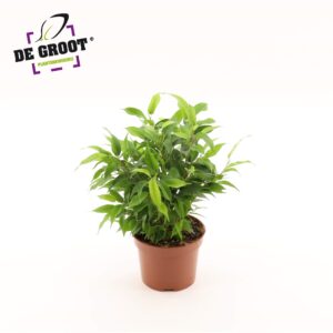 Ficus Natasja Ficus benjamina 'Natasja' Clumb
(10 Plants/Order)(12cmP 30cmH)