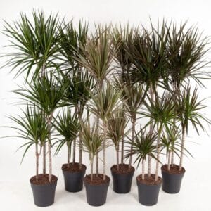 Dracaena mix mix 90-60-30
(1 Plants/Order)(24cmP 150cmH)