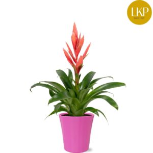 Tillandsia Ziva Tillandsia Ziva pink Coco
(6 Plants/Order)(13cmP 45cmH)