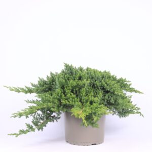 Juniperus procumbens Nana Juniperus procumbens 'Nana'
(1 Plants/Order)(23cmP 45cmH)