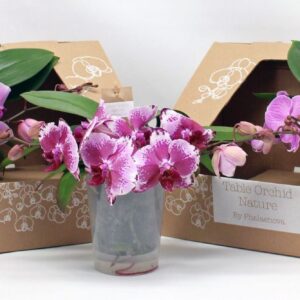 Phalaenopsis other pink (enkele ta Table Orchid green pink
(1 Plants/Order)(12cmP 35cmH)
