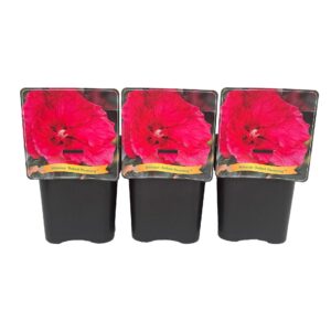 Hibiscus Hibiscus 'Robbert Flemming' C5
(1 Plants/Order)(21cmP 35cmH)