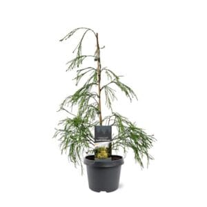 Chamaecyparis Chamaecyparis law. 'Golden Sprinklers'
(1 Plants/Order)(19cmP 45cmH)