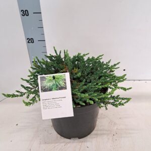 Juniperus communis Hibernica Juniperus comm. 'Hibernica Prostrata' 
(1 Plants/Order)(19cmP 30cmH)