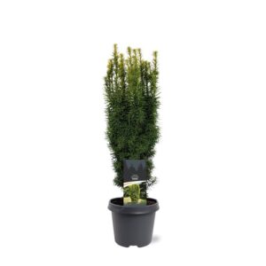 Taxus baccata David Taxus baccata 'David'
(1 Plants/Order)(23cmP 60cmH)