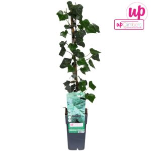 Hedera hibernica Hedera hibernica P15
(10 Plants/Order)(15cmP 65cmH)
