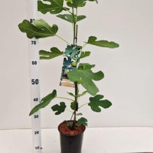 Ficus carica Brown Turkey
(1 Plants/Order)(16cmP 80cmH)