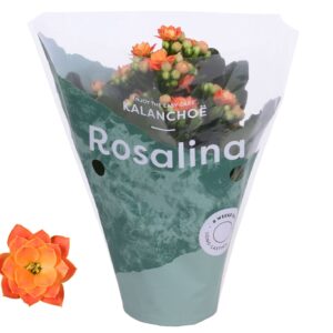 Kalanchoe blossfeldiana Rosalina Do Kalanchoe Rosalina 07cm Don Pedro orange
(16 Plants/Order)(7cmP 15cmH)