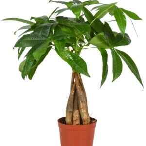 Pachira aquatica Pachira aquatica 12 cm gevlochten
(9 Plants/Order)(12cmP 40cmH)