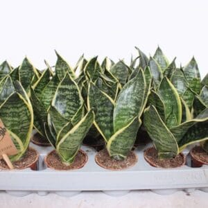 Sansevieria Golden Hahnii Edge
(20 Plants/Order)(6cmP 15cmH)